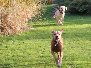 Caspar und leo